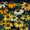 Echinacea Mellow Yellows